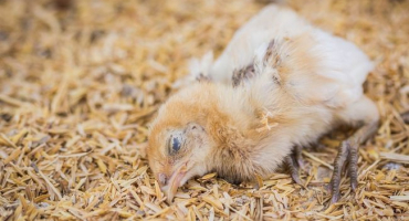 Co je to pulloróza u kuřat a jak ji léčit?